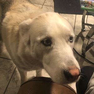 Meet your Posher, Maya